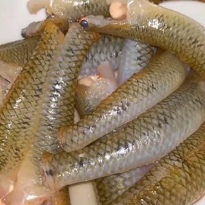 Goby (small river fish)