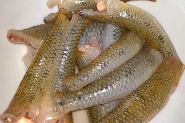 Goby (small river fish)
