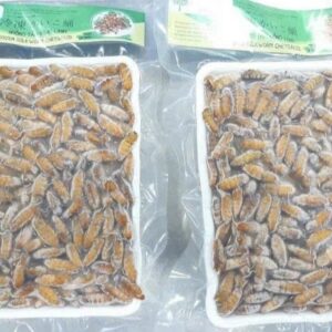 Silkworm Chrysalis