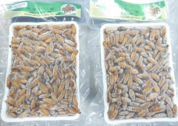 Silkworm Chrysalis