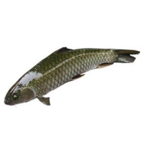 Grass Carp