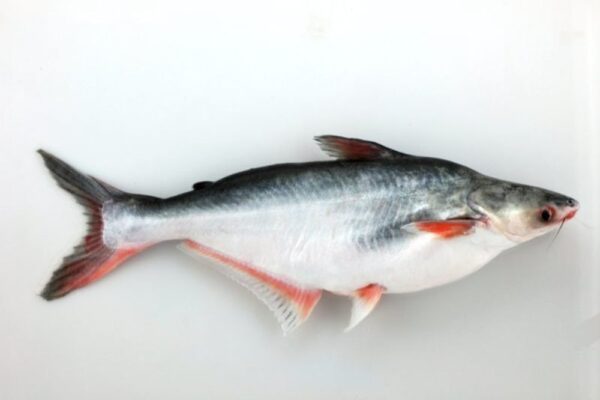 冷凍丸ごとバサ魚　
