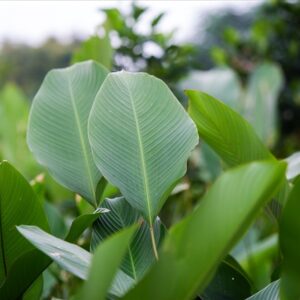 Dong leaves
