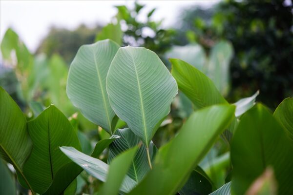 Dong leaves
